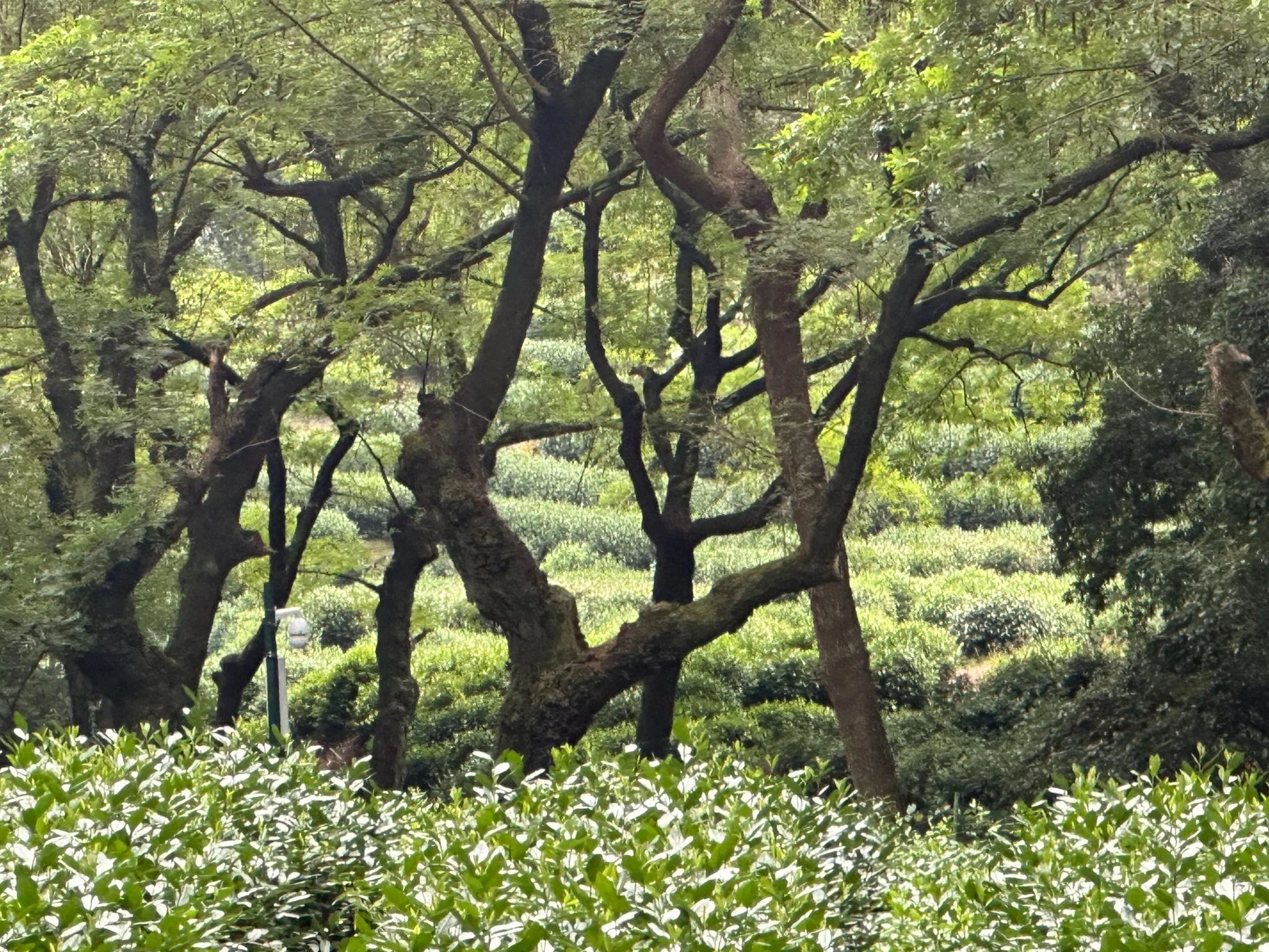 Teeplantagen in Hongzhou